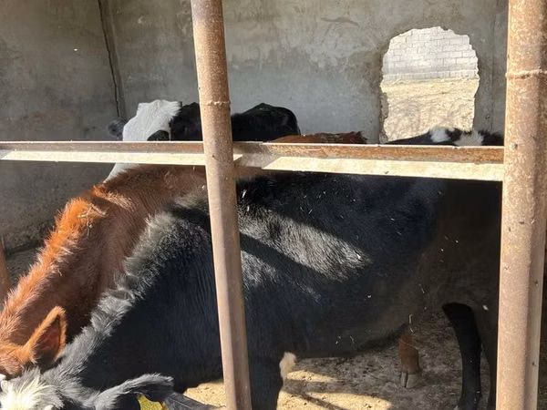 Cow, Cattle