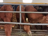 Vaca, Vaca Limousin — foto 7