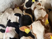 গবাদি পশু (দল, লিঙ্গ উল্লেখ নেই), Simmental cattle — ছবি 6