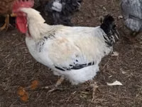 Chickens — foto 5