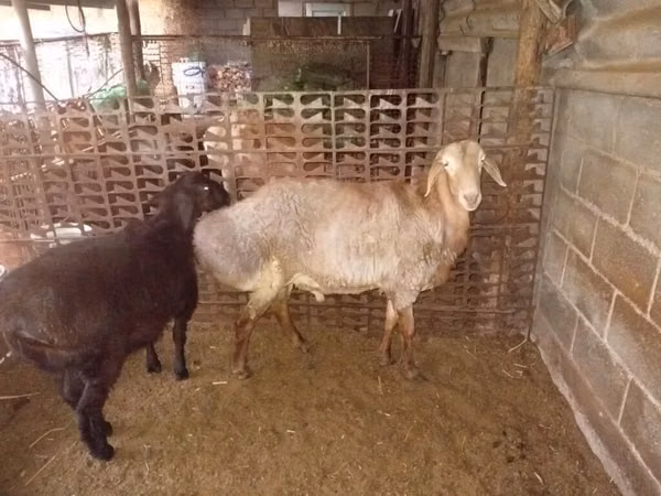 قوچ, Rhon sheep — قرقیزستان