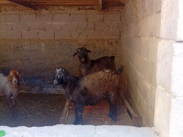 Goat, Goats — Kyrgyzstan