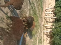 Ram, Sheep — photo 1