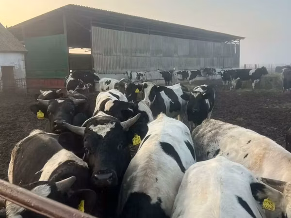 Продажа крс живым весом
