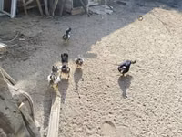 ዶማስቲክ ሙስኮቪ — ፎቶ 3