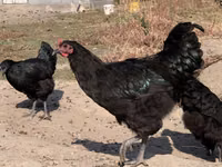 Chickens — foto 4