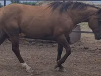Kuda jantan, Kushum Horse — foto 3