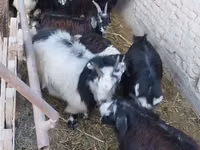Goat, Goats — photo 3