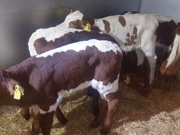 公牛, Simmental cattle — 波兰