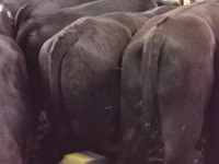 Bull, Aberdeen-Angus — photo 1
