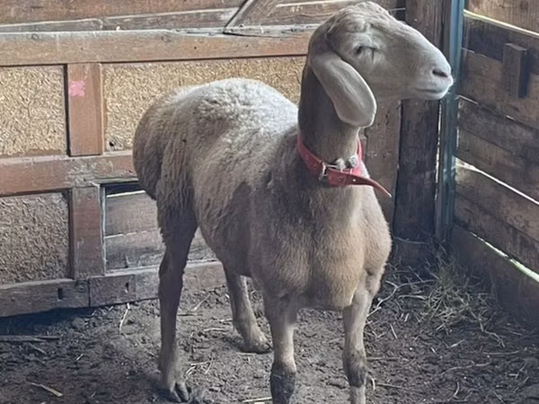 Ovan, Arashan sheep — Киргистан