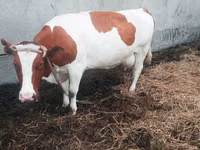 Cow, Simmental cattle — photo 1