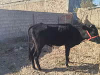 گاو ماده, گاو — عکس 4