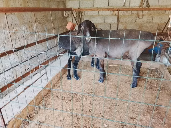 Goat, Goats — Uzbekistan