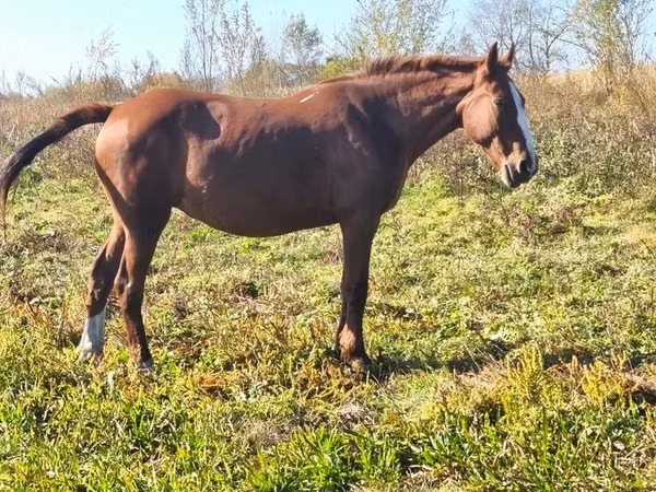 Mare, Horses — Kazakhstan