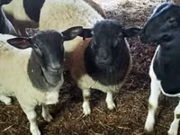 Ovan, Dorper sheep — fotografija 2