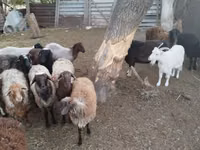 Kambing jantan, Sheep — foto 2