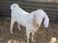 Billy Goat, Nubian Goat — photo 1
