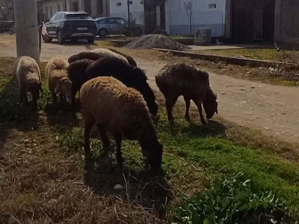 Ram, Sheep — Uzbekistan