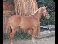 Mare, Haflinger — photo 1