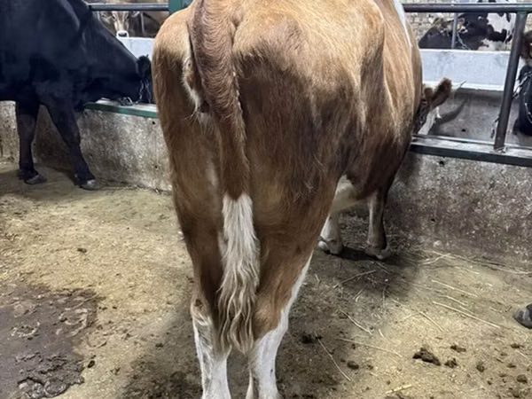 Cow, Simmental cattle — Kyrgyzstan