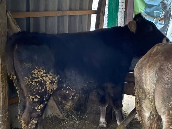 Bull, Cattle — Kyrgyzstan