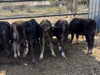 ثور, Swiss cattle — الصورة 8