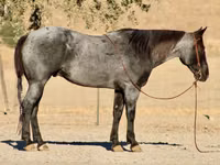 Koń, Quarter Horse — zdjęcie 1