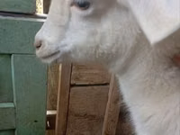 Capra, Saanen goat — foto 8