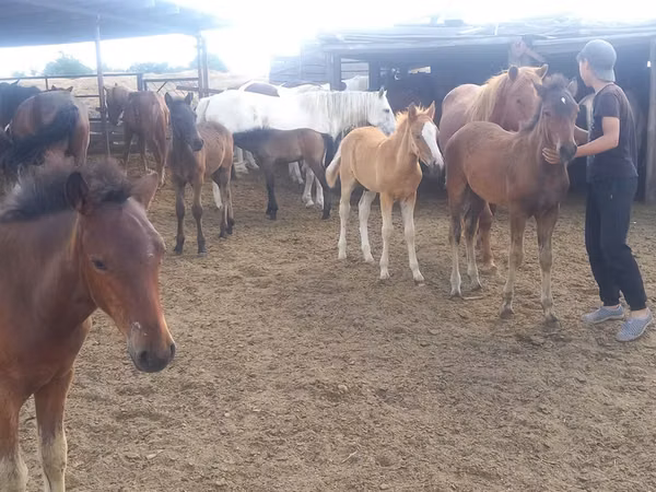 Kuda betina, Horses — Kazakhstan