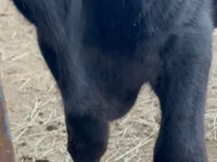 Bull, Aberdeen-Angus — photo 3