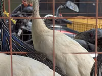 Turkeys — Foto 3