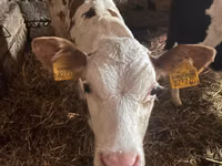 Bull, Simmental cattle — photo 3