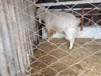 Billy Goat, Russian White goat — photo 2