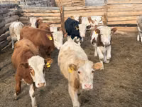 Toro, Simmental cattle — foto 2