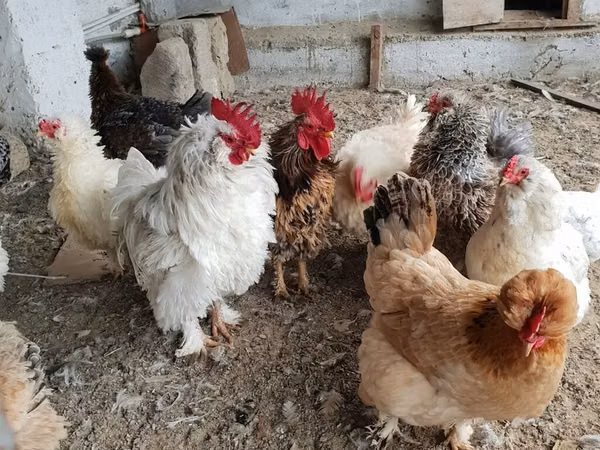 Chickens