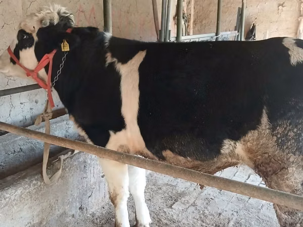 Bik, Russian Black pied cattle