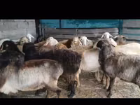 گوسفند (گروه، جنسیت مشخص نشده), Arashan sheep — عکس 2