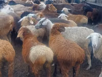 Ram, Sheep — photo 3