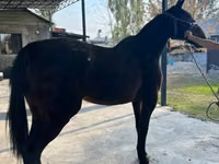 Бие, French Trotter — 2-сурет