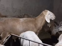Montone, Arashan sheep — foto 3