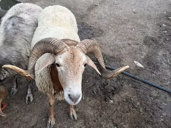 Ram, Sheep — Azerbaijan