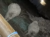 Ram, Sheep — photo 2