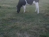 Cow, Russian Black pied cattle — photo 2