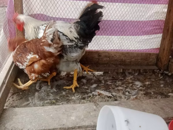 Chickens — Kârgâzstan