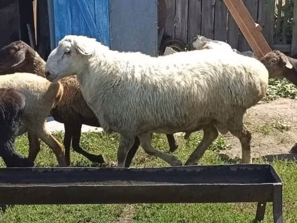 Ram, Sheep — Kazakhstan