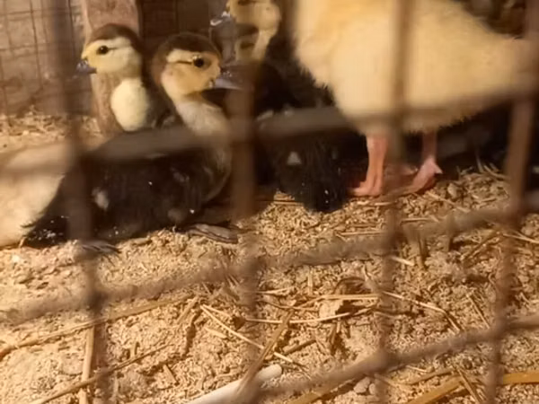 Ducks — جمهوری آذربایجان