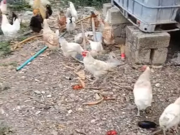 Chickens — Azerbaijan