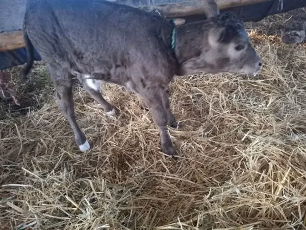 Vache, Bovins — Hongrie
