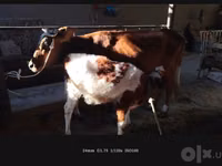 بقرة, Simmental cattle — الصورة 2
